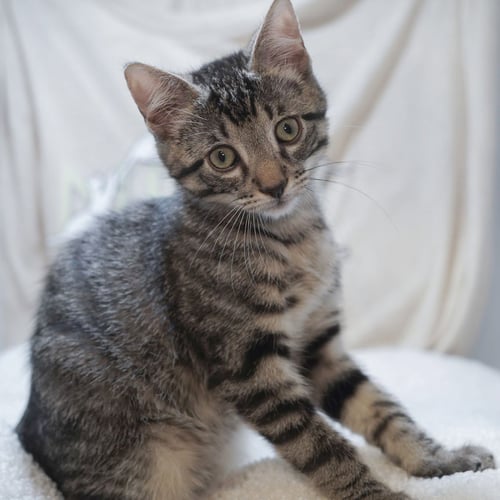CASH - Tabby / Domestic Short Hair available for adoption