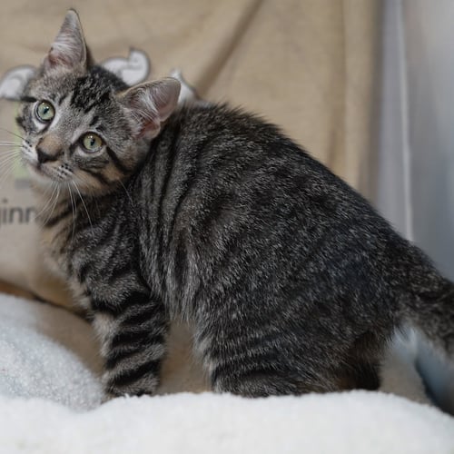 CASH - Tabby / Domestic Short Hair available for adoption