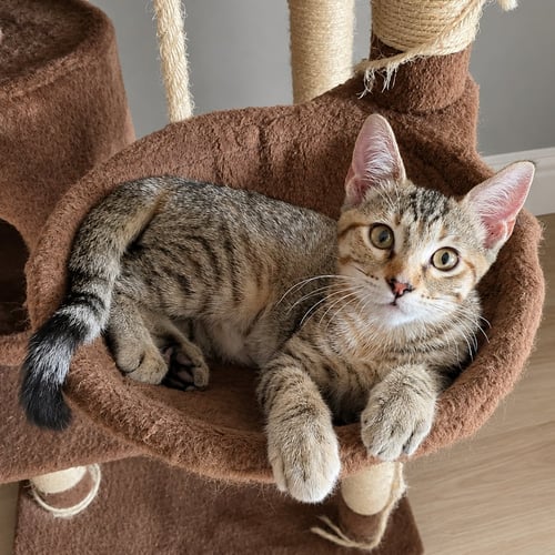 LEELOO - Calico / Tabby available for adoption