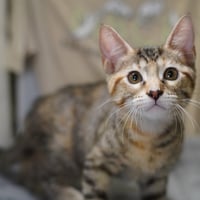 Leeloo - Photo 3