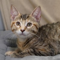 Leeloo - Photo 2