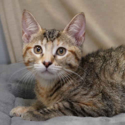 LEELOO - Calico / Tabby available for adoption