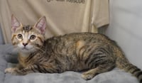 Leeloo - Photo 4