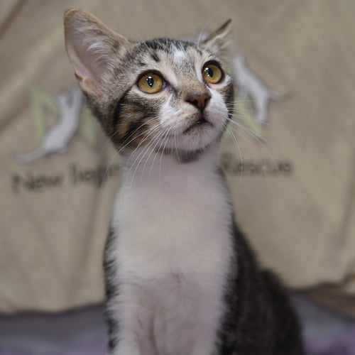 PANDY - Tabby / Domestic Short Hair available for adoption