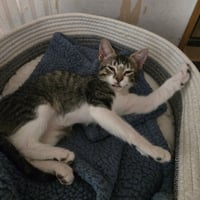 Pandy - Photo 5