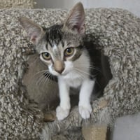 Pandy - Photo 8