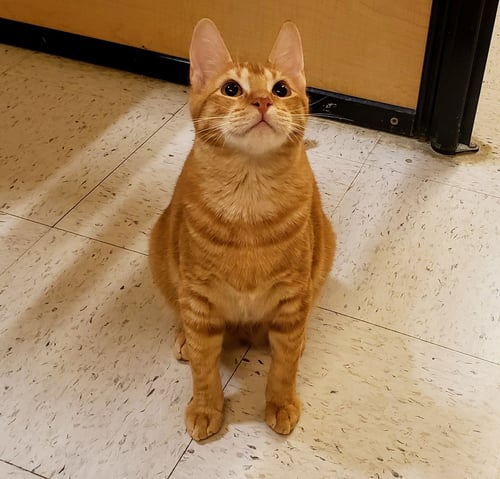 JAMES - Tabby / Domestic Short Hair available for adoption