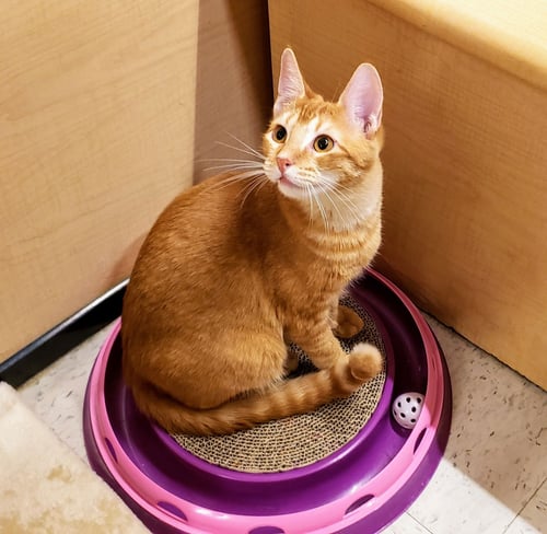 JAMES - Tabby / Domestic Short Hair available for adoption