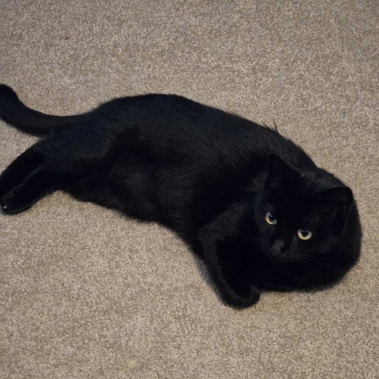 Ebony Image