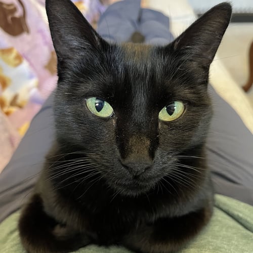 EBONY - Domestic Short Hair available for adoption