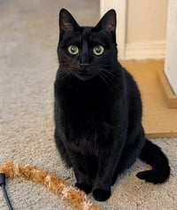 Ebony - Photo 2