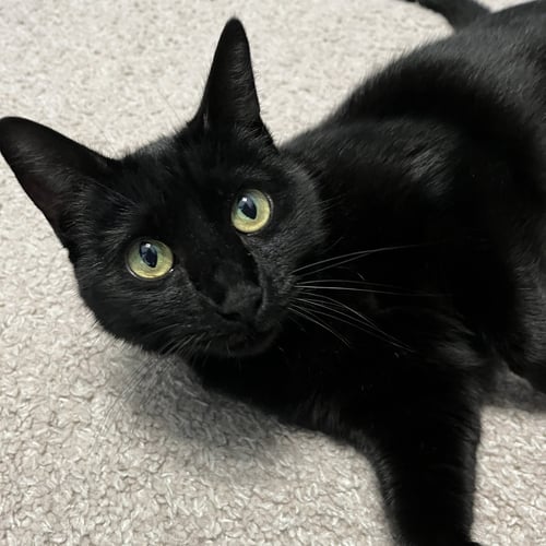 EBONY - Domestic Short Hair available for adoption