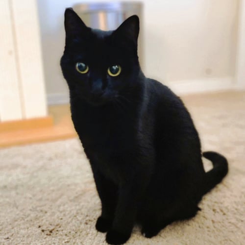 EBONY - Domestic Short Hair available for adoption