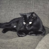 Ebony - Photo 12