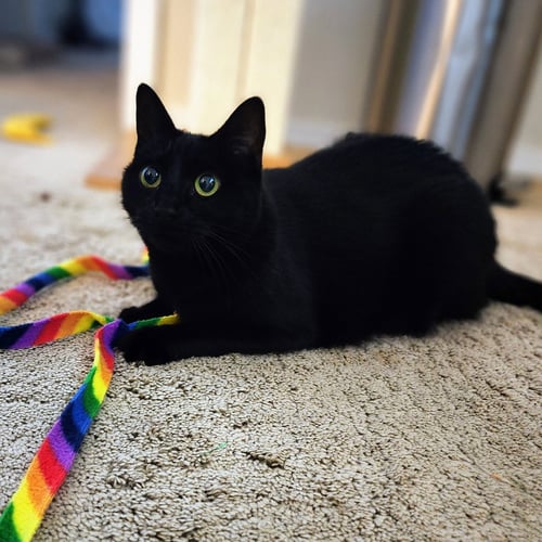 EBONY - Domestic Short Hair available for adoption