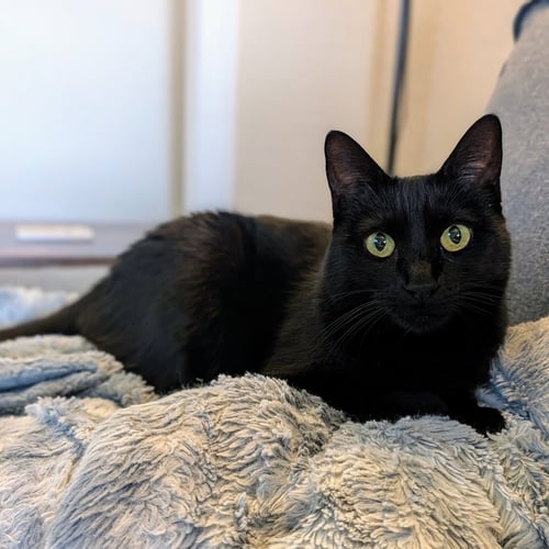 EBONY - Domestic Short Hair for adoption in Richardson