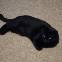 Ebony - Photo 11