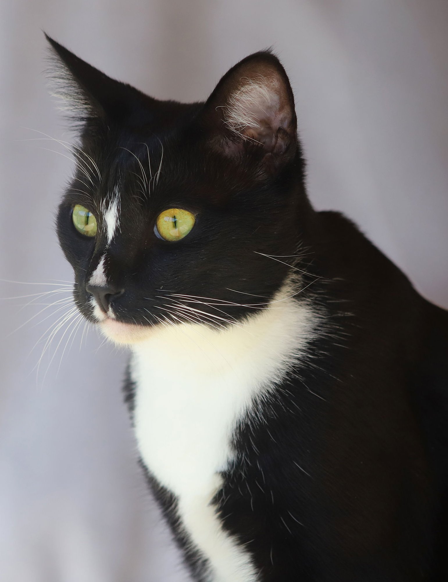 SORA - Domestic Short Hair available for adoption