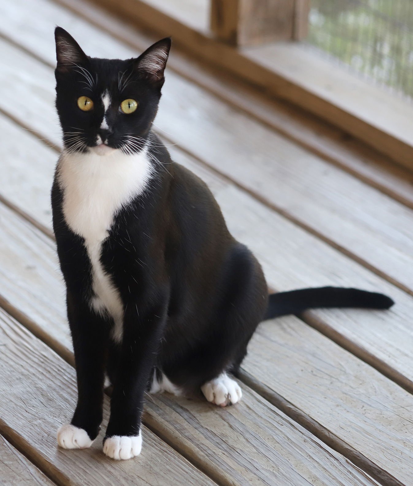 SORA - Domestic Short Hair available for adoption