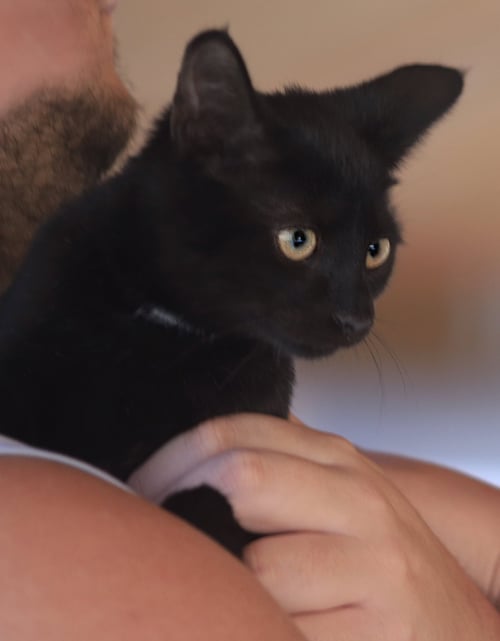 BAM BAM - Domestic Short Hair available for adoption