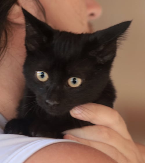 BAM BAM - Domestic Short Hair available for adoption