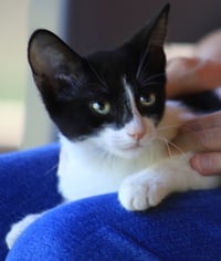 Pickles - Photo 1