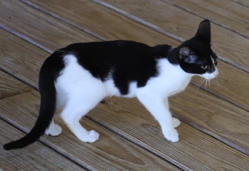PICKLES - Domestic Short Hair available for adoption
