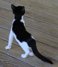 Pickles - Photo 3