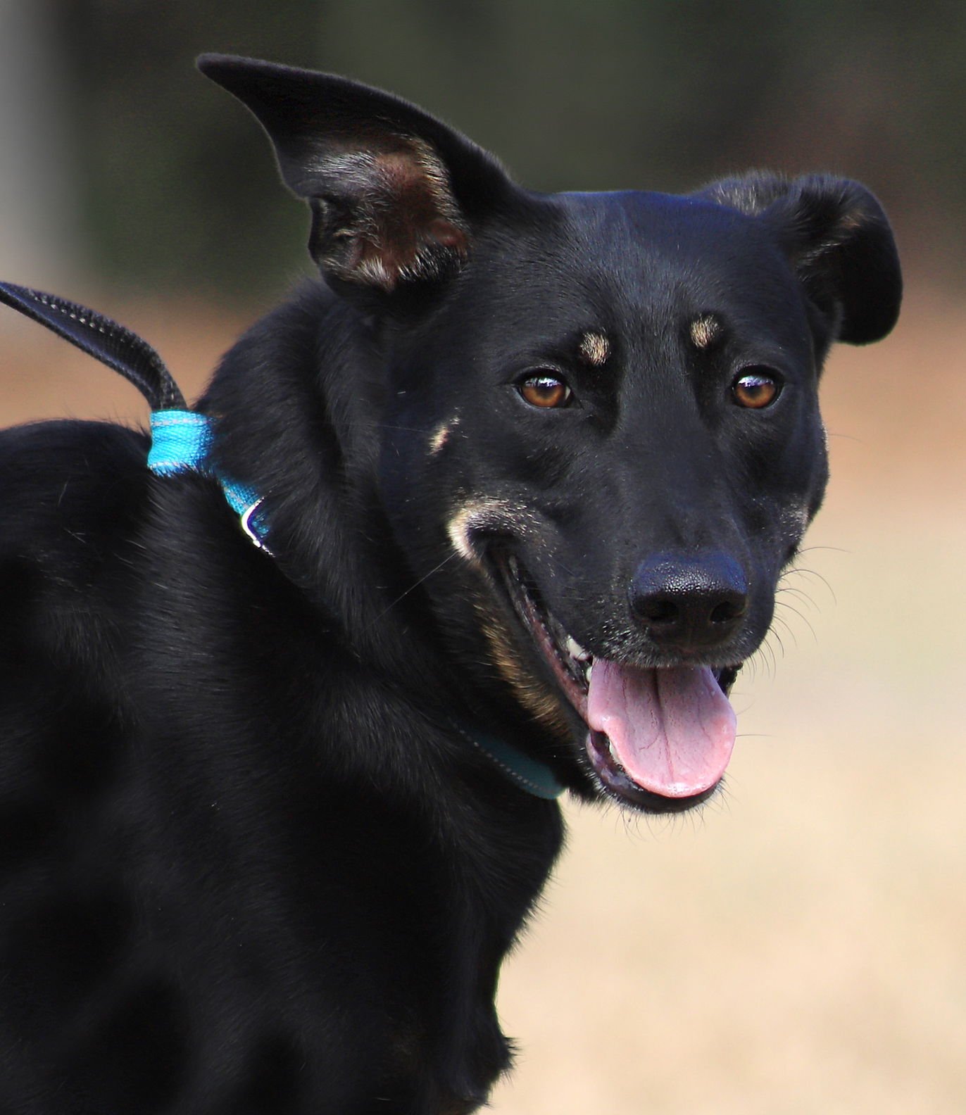 WINNIE - German Shepherd Dog / Black Mouth Cur available for adoption