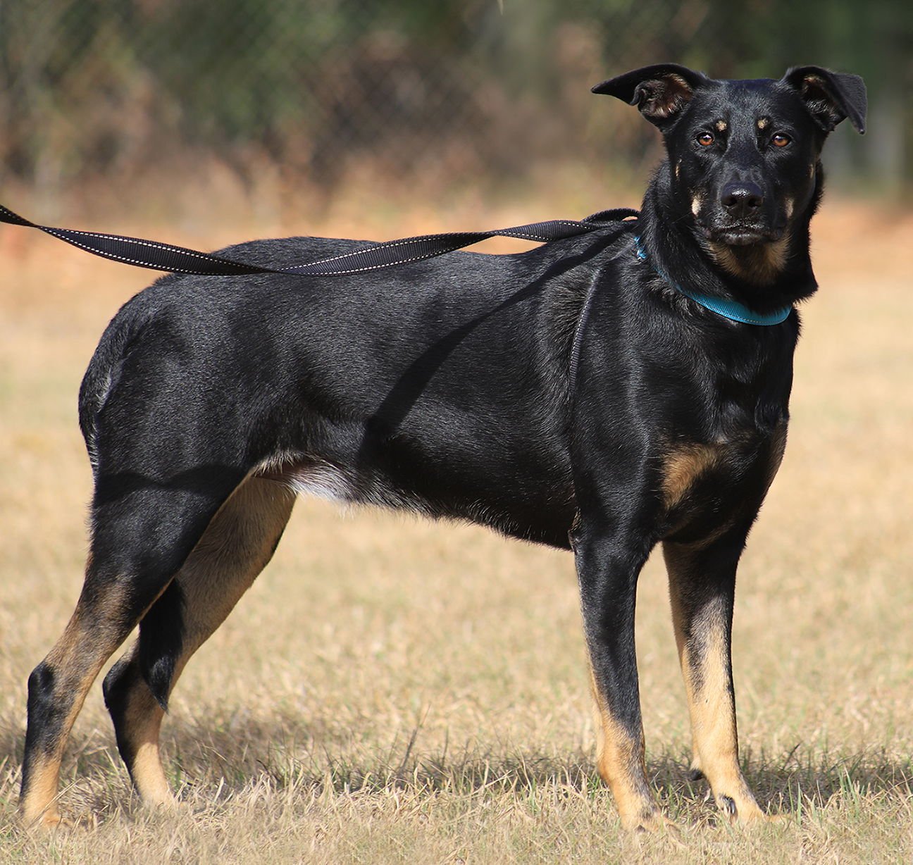 WINNIE - German Shepherd Dog / Black Mouth Cur available for adoption