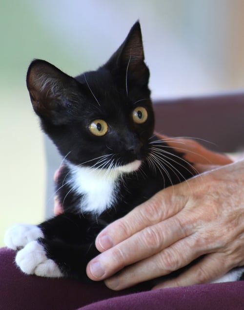BRIGADIER - Domestic Short Hair available for adoption