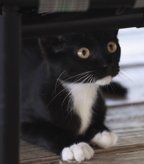 BRIGADIER - Domestic Short Hair available for adoption