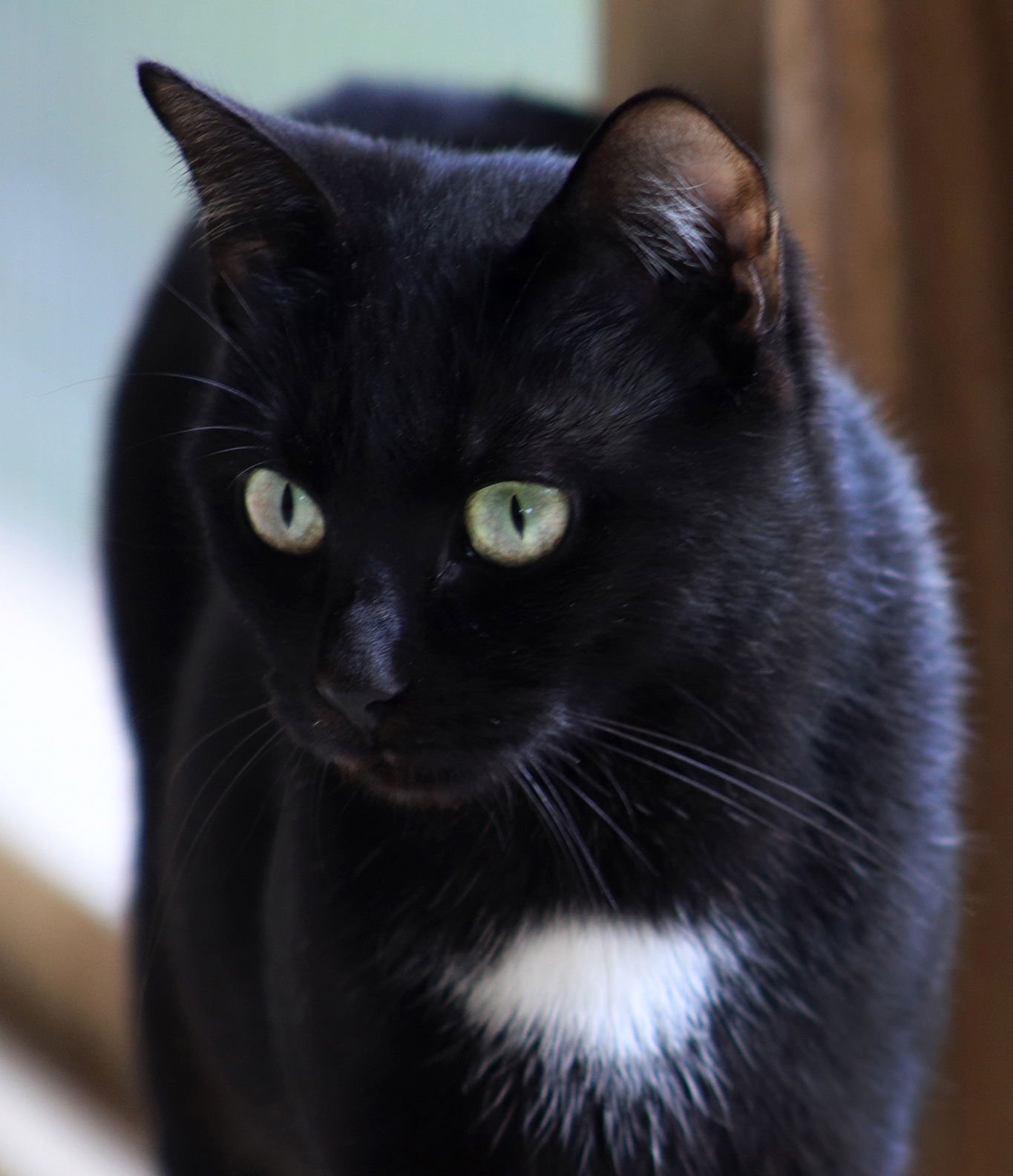 NOEL - Domestic Short Hair available for adoption