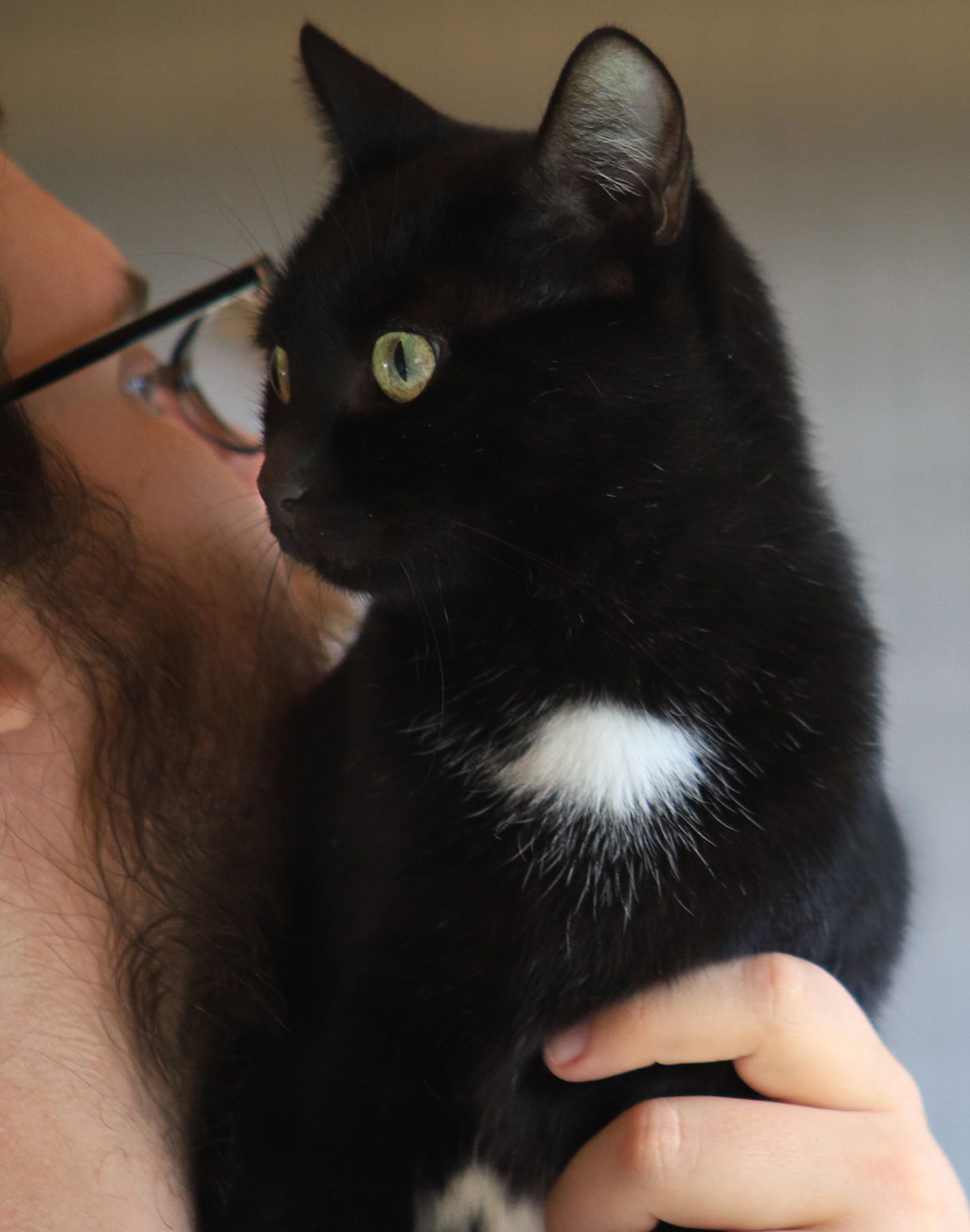 NOEL - Domestic Short Hair available for adoption