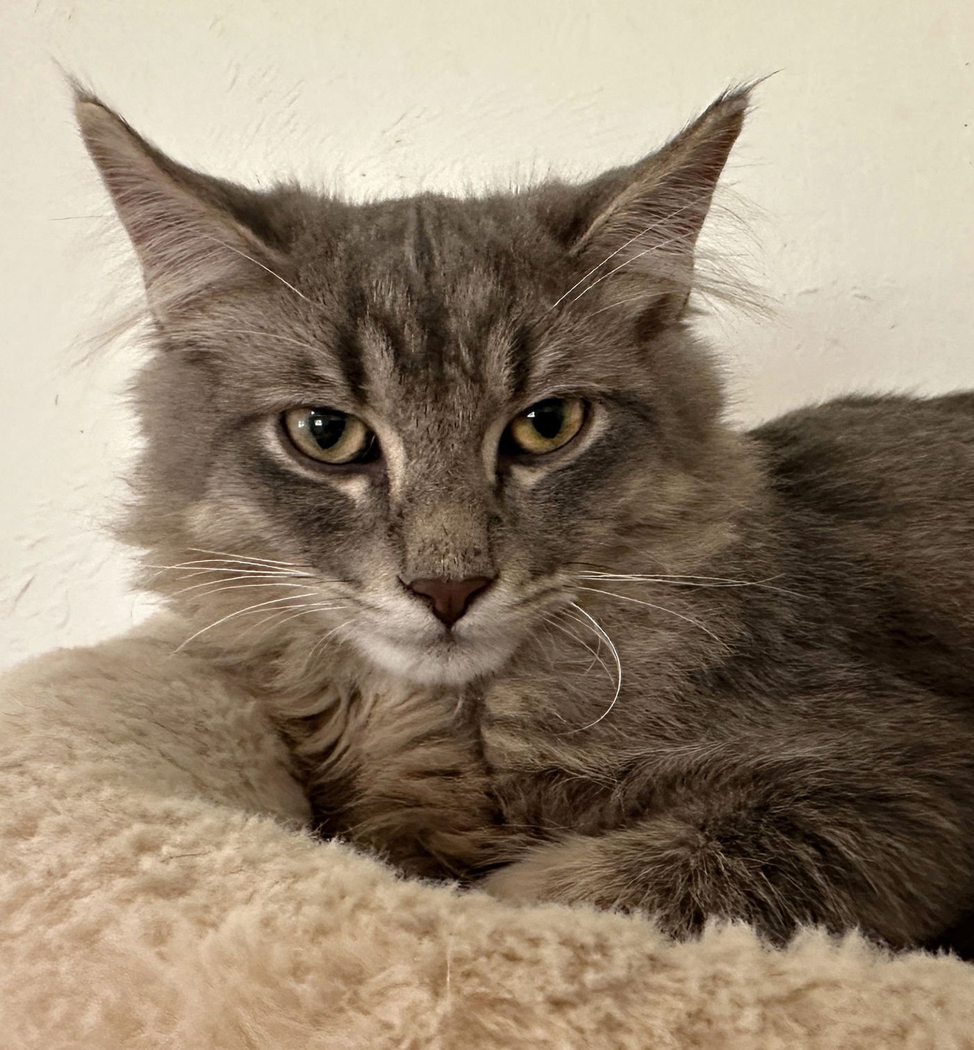 NILE - Domestic Medium Hair available for adoption