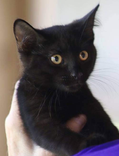 BUTTERCUP - Domestic Short Hair available for adoption