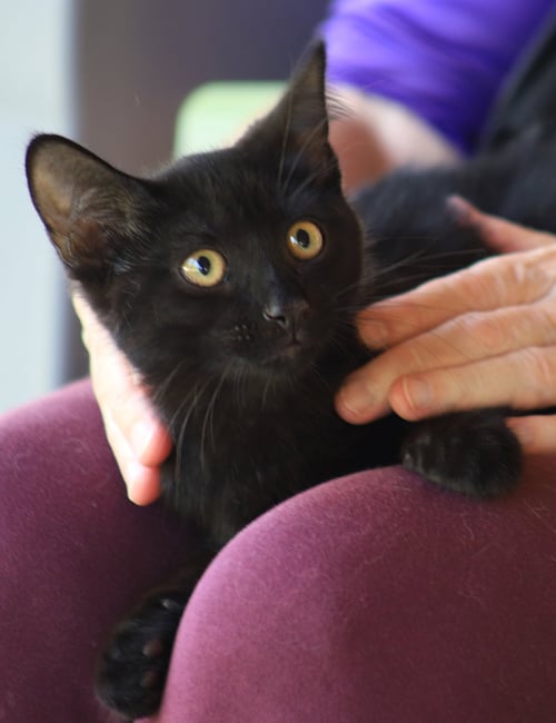 BUTTERCUP - Domestic Short Hair available for adoption