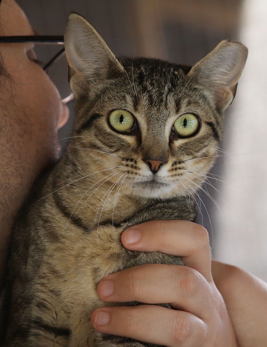 STORMY - Domestic Short Hair available for adoption