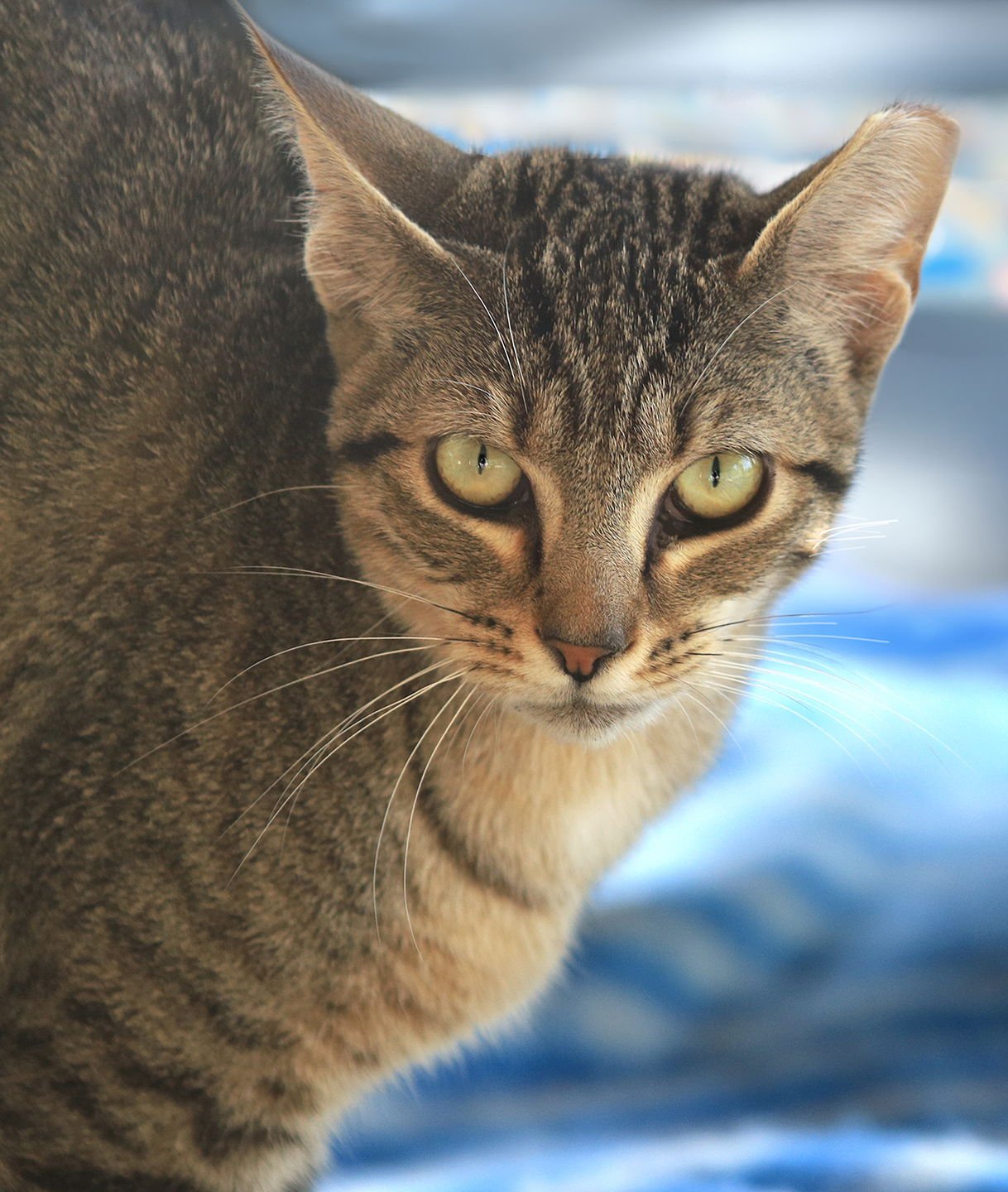 STORMY - Domestic Short Hair available for adoption