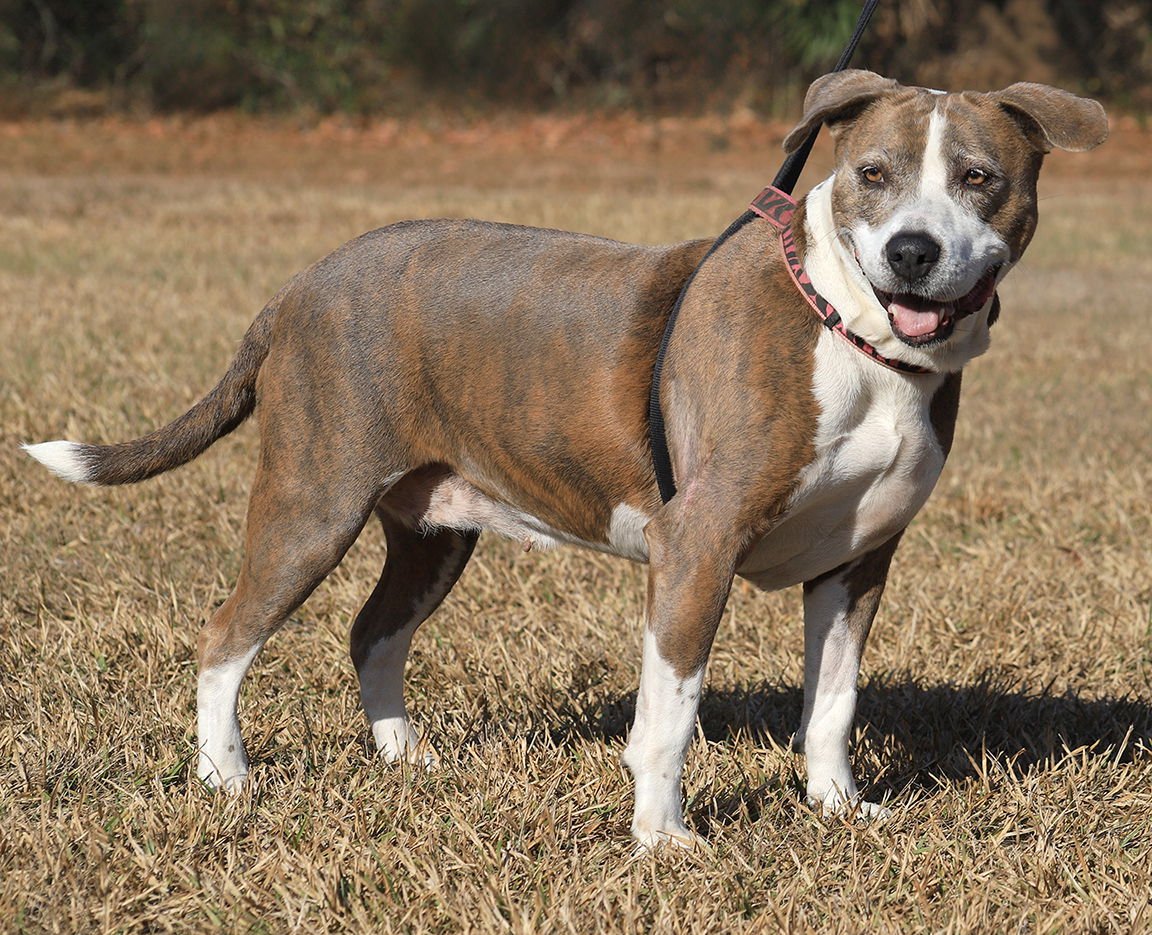 WEDNESDAY - American Staffordshire Terrier available for adoption