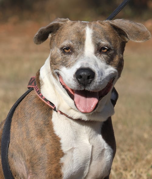 WEDNESDAY - American Staffordshire Terrier available for adoption