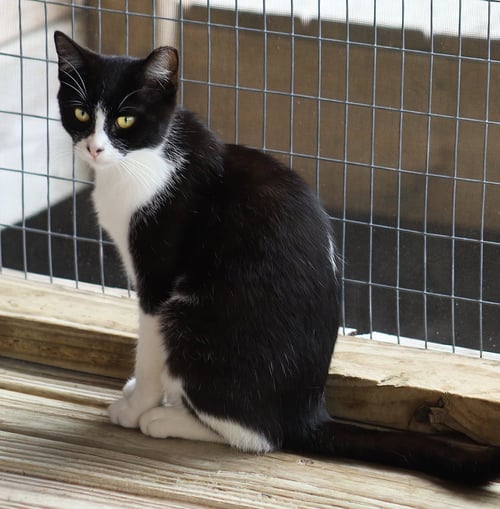 DOMINO - Domestic Short Hair available for adoption