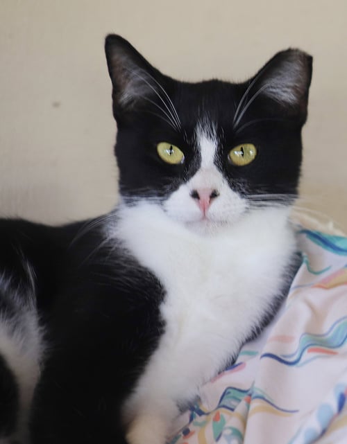 DOMINO - Domestic Short Hair available for adoption