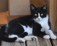 Domino - Photo 3