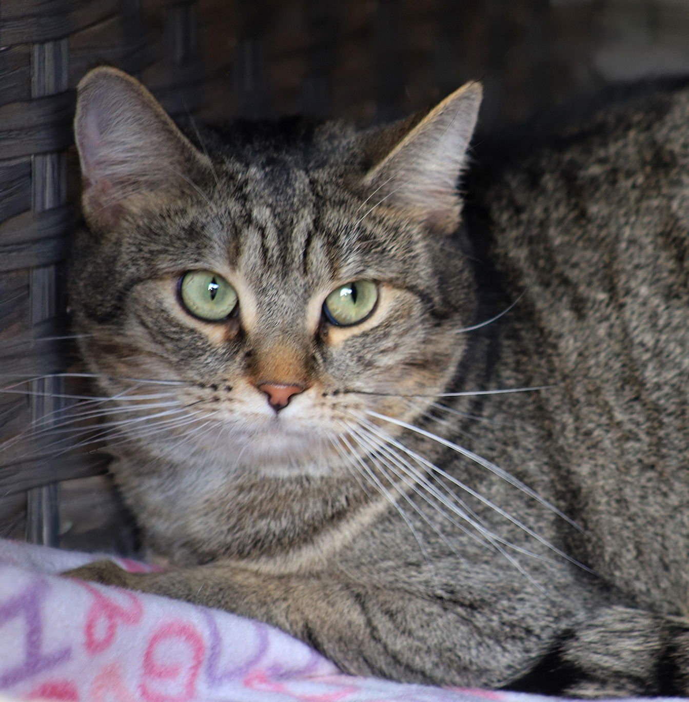 BEN - Domestic Short Hair available for adoption