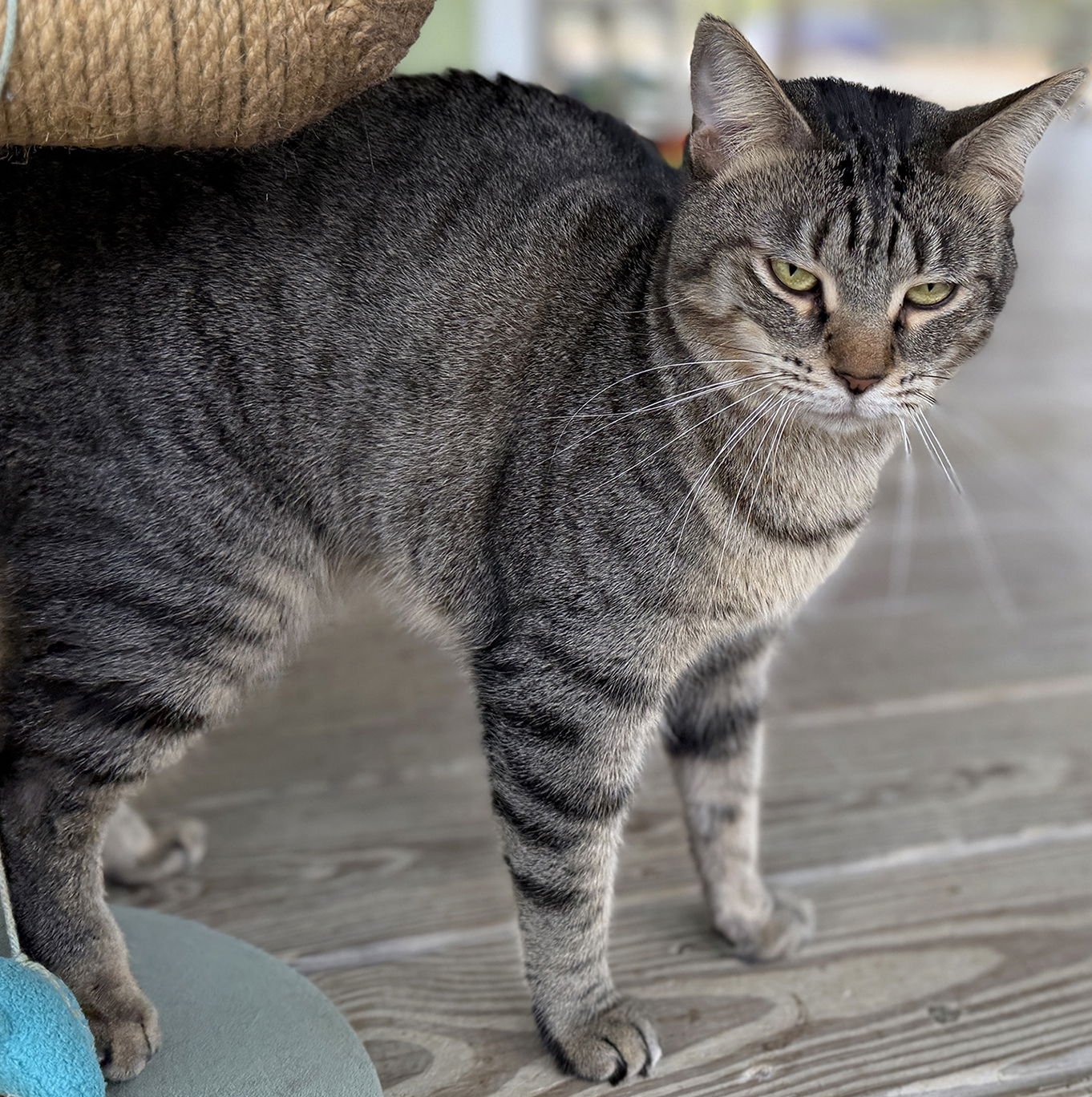 BEN - Domestic Short Hair available for adoption