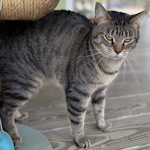 BEN - Domestic Short Hair available for adoption