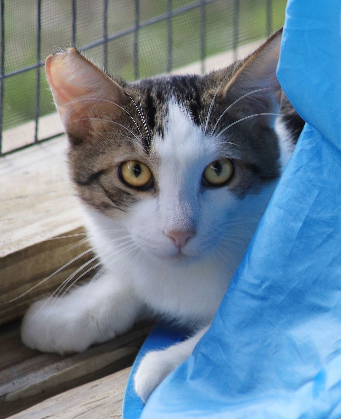 ZEKE - Domestic Short Hair available for adoption