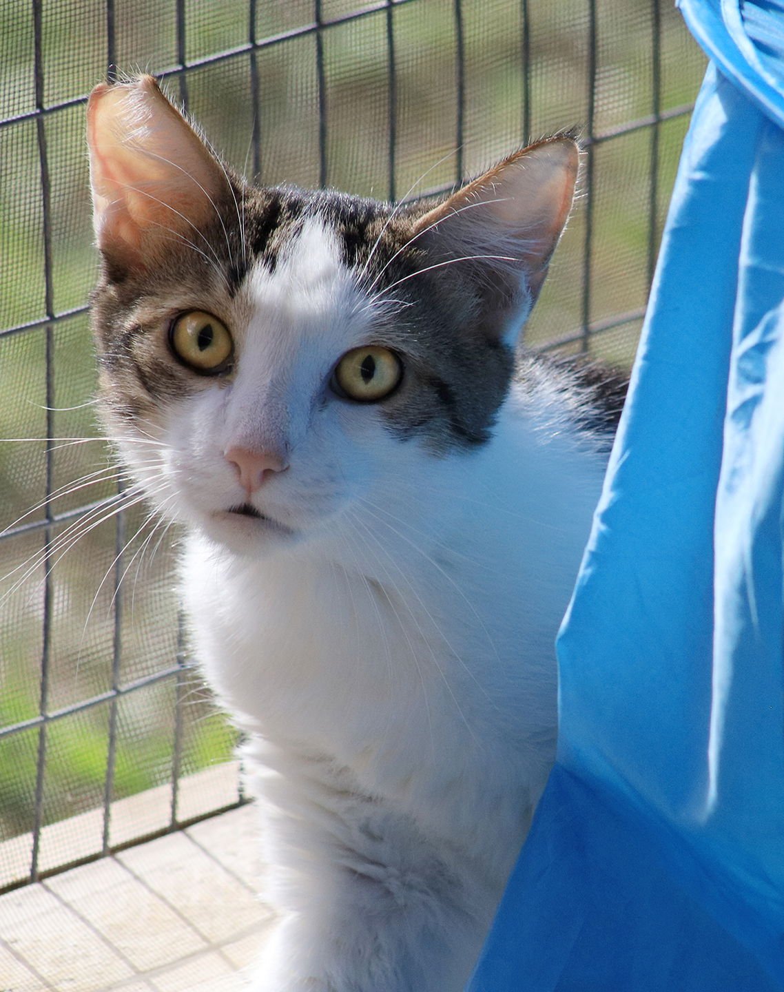 ZEKE - Domestic Short Hair available for adoption