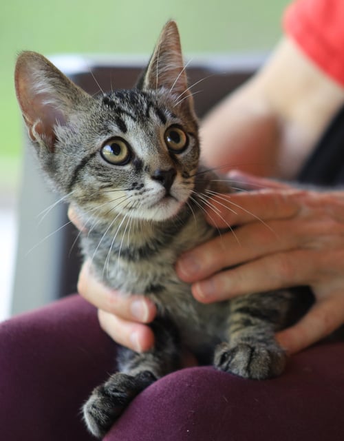 JAKE - Domestic Short Hair available for adoption